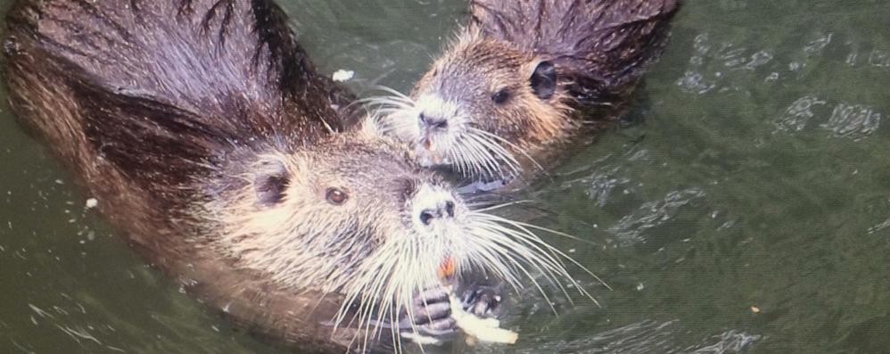 Monza nutrie nel Lambro