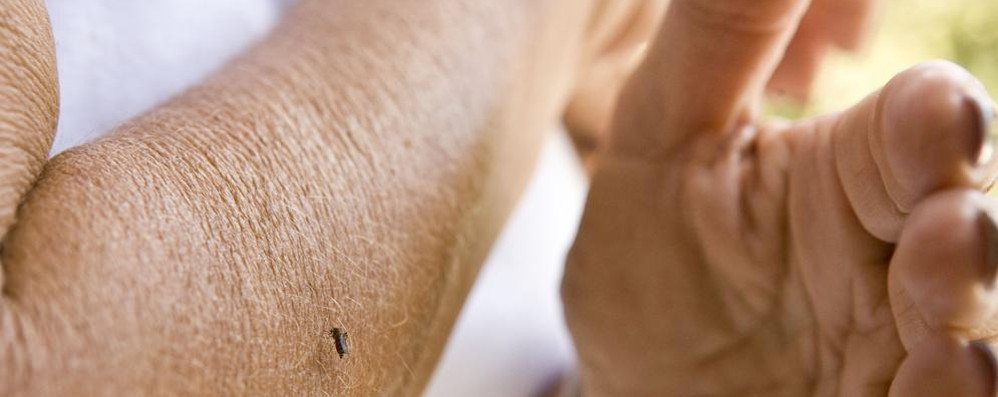 Zanzare, disposta la disinfestazione per un caso di Dengue