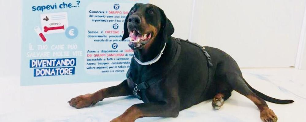 Brugherio: Athos, il primo iscritto nel registro donatori sangue