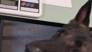 Il cane Narco della polizia locale di Monza
