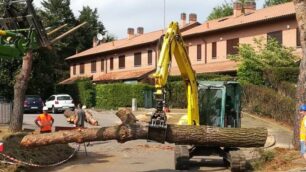 carate: abbattimento alberi costa lambro