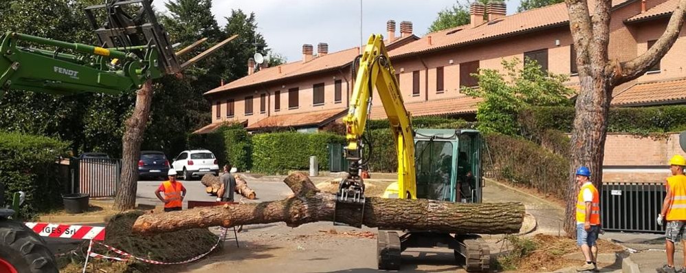 carate: abbattimento alberi costa lambro