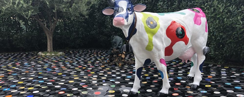 La mucca " melody" creata da Mattia Consonni in un mare di dischi ( foto Volonterio)