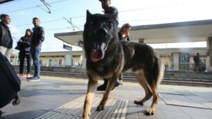 Monza: controlli antidroga della Guardia di Finanza