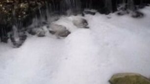 La schima nella Bevera di Renate