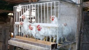 Brugherio sequestro animali galline e conigli  (Foto  da comunicato)