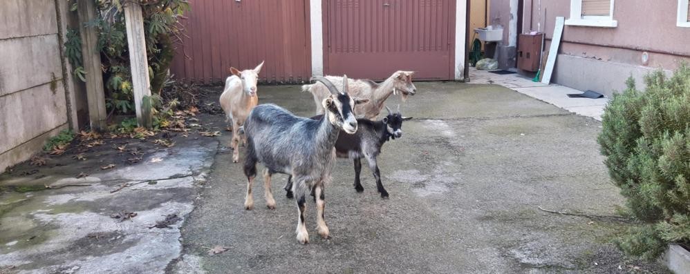 Le capre in fuga a Cesano Maderno