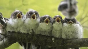 Monza Nature Photographer of The Year Giacomo Redaelli (IT) Symphony n°5 - foto dal sito ufficiale https://naturephotographeroftheyear.com/