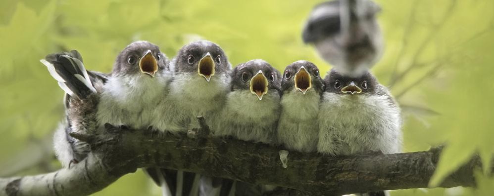 Monza Nature Photographer of The Year Giacomo Redaelli (IT) Symphony n°5 - foto dal sito ufficiale https://naturephotographeroftheyear.com/