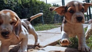 Monza Area Cani - foto d’archivio