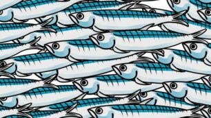 movimento sardine