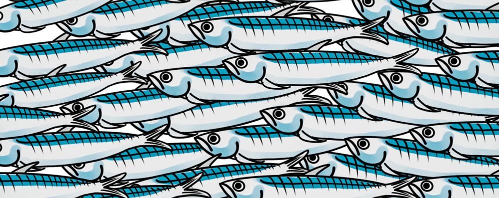 movimento sardine