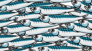 Movimento sardine