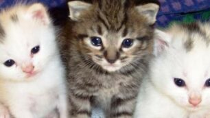Gattini: scatta l’Anagrafe felina obbligatoria in Lombardia