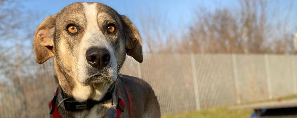 Enpa Monza cani Cara di Mineo Flora