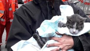 Vigili del fuoco gatto salvato a Sesto Monza presente