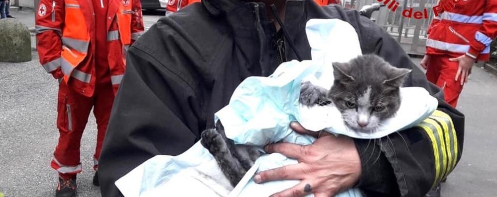 Vigili del fuoco gatto salvato a Sesto Monza presente