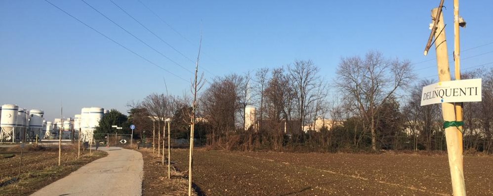 Giovani alberi tagliati sulla strada della Cavallera tra Vimercate e Arcore