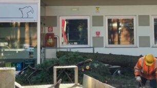 L’albero caduto davanti alla biblioteca di Carnate