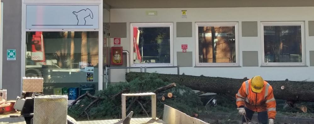 L’albero caduto davanti alla biblioteca di Carnate