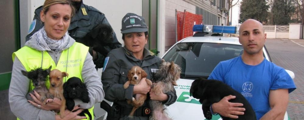 I cani sequestrati nel 2012