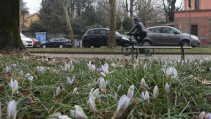 Fioritura dei Crocus ai Boschetti reali