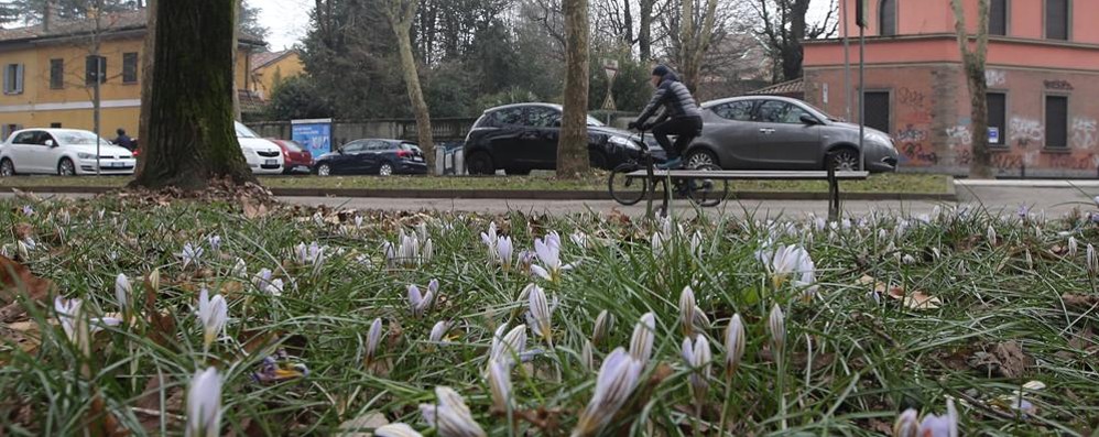 Fioritura dei Crocus ai Boschetti reali