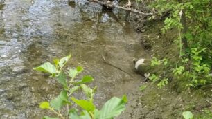 La bomba sulle rive del Lambro