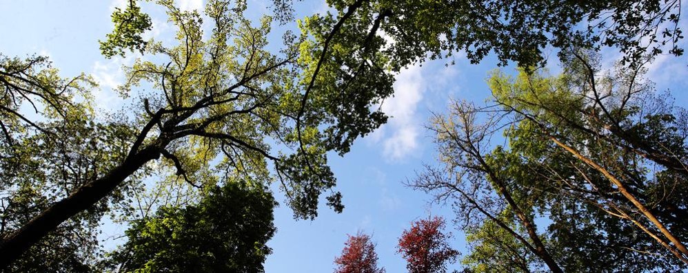 Il 22 aprile è la giornata della Terra numero 50: il Parco di Monza