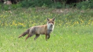 Monza: Pasquetta 2020 nel parco chiuso per l’emergenza coronavirus