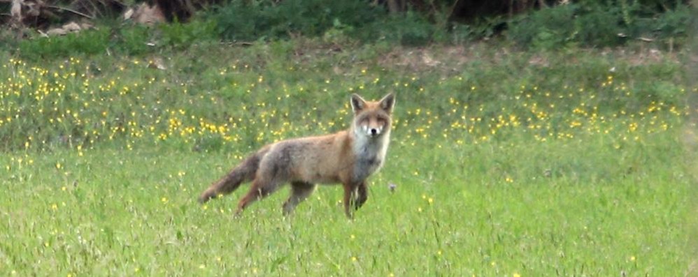 Monza: Pasquetta 2020 nel parco chiuso per l’emergenza coronavirus