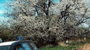 Besana in Brianza ciliegio fiorito - foto sindaco Emanele Pozzoli