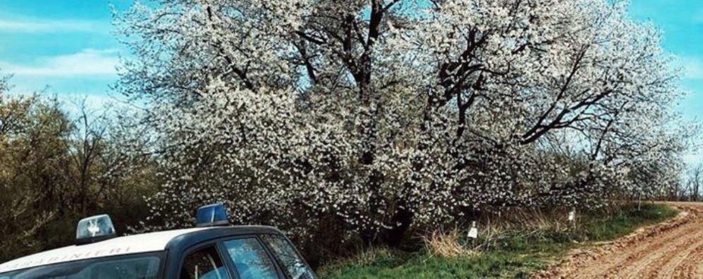 Besana in Brianza ciliegio fiorito - foto sindaco Emanele Pozzoli