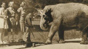 L’elefante dello zoo nel Parco di Monza