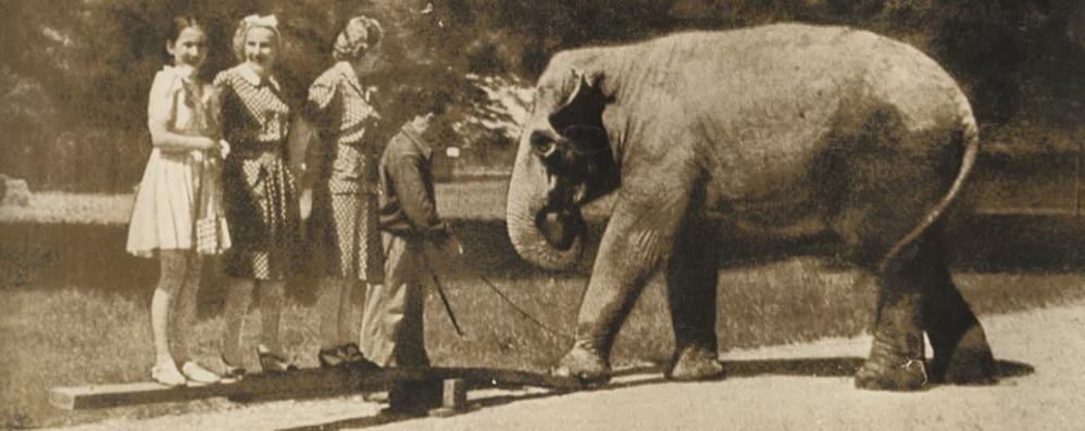 L’elefante dello zoo nel Parco di Monza