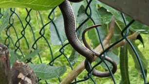 Il serpente sulla recinzione del parco della Porada a Seregno