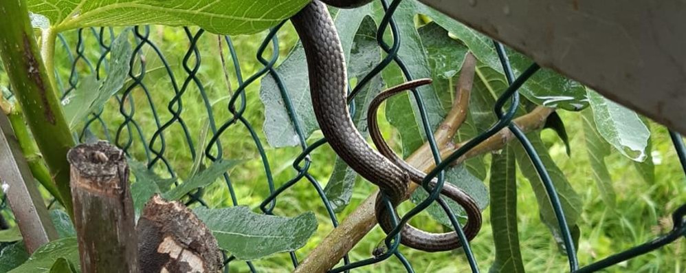 Il serpente sulla recinzione del parco della Porada a Seregno