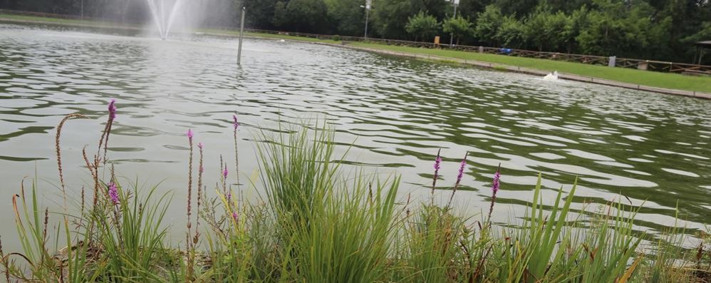 Il laghetto del Bosco Urbano di Lissone