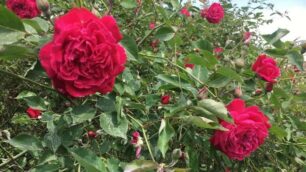 Roseto La bella di Monza