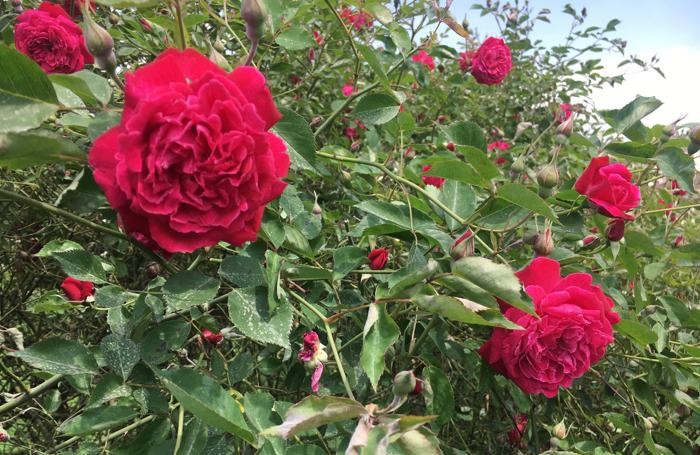 Roseto La bella di Monza