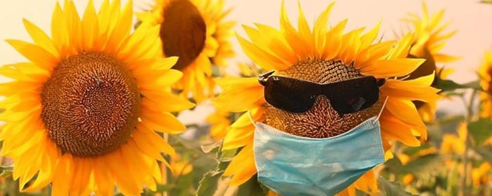 Vimercate campo girasoli Ruginello fotografo professionista Biagio Duca di Busnago