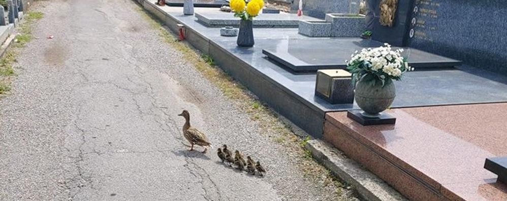 L’anatra e gli anatroccoli al cimitero