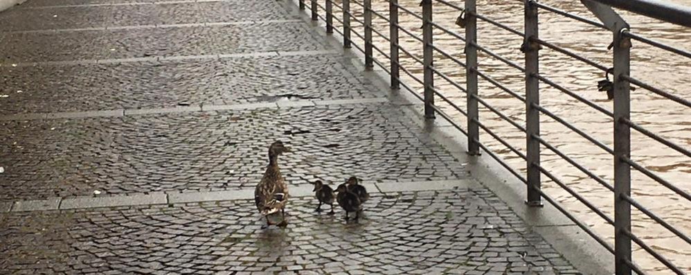 Monza anatra e anatroccoli sulla Passeggiata Mercati