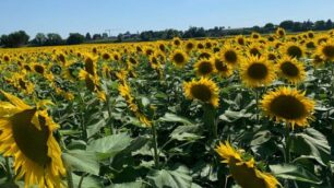 Tutti in gita alla distesa di girasoli di Vimercate: un mare giallo in mezzo alla Brianza – VIDEO