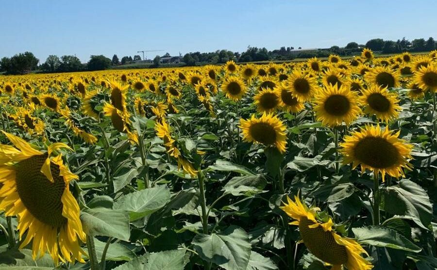 Tutti in gita alla distesa di girasoli di Vimercate: un mare giallo in mezzo alla Brianza – VIDEO