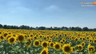 Vimercate: la distesa di girasoli di Ruginello