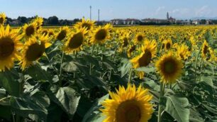 Vimercate: i girasoli di Ruginello