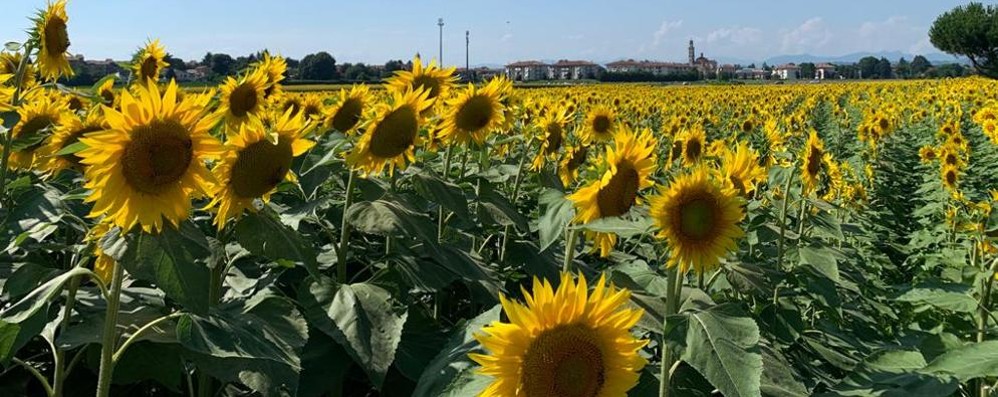 Vimercate: i girasoli di Ruginello