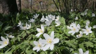 Anemoni nel parco di Monza