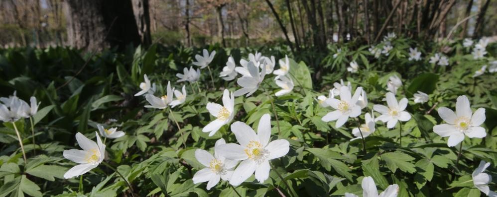 Anemoni nel parco di Monza